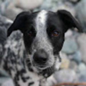 Meet your Posher, Aaji